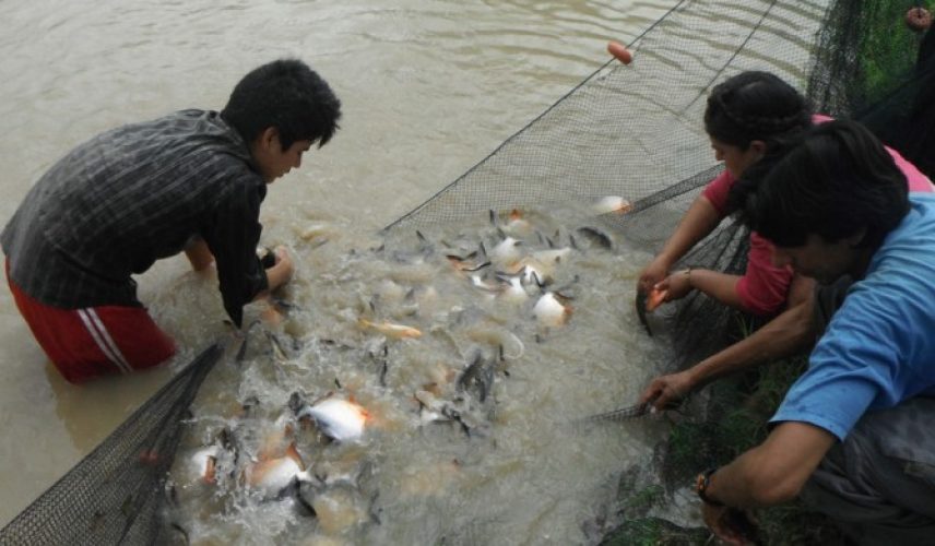 Experimento piloto de policultivo de peces en la Amazonía boliviana