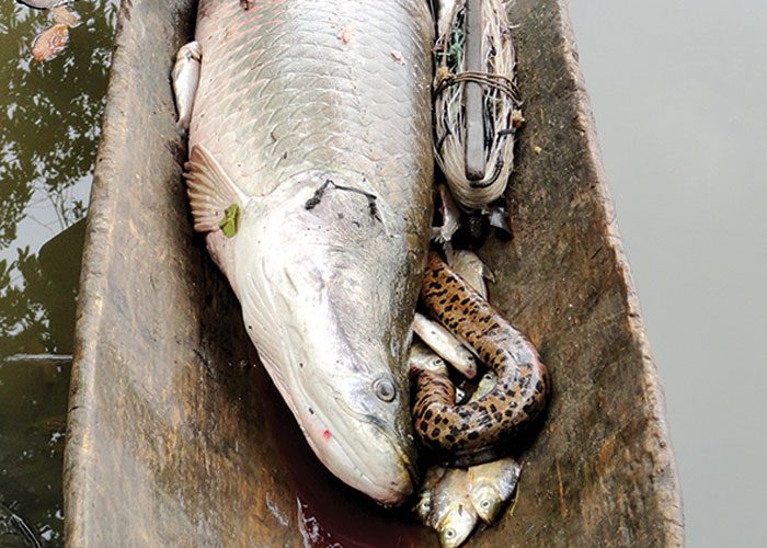 Resolución ministerial autoriza la pesca de paiche (<em>Arapaima gigas</em>) como medida ambiental